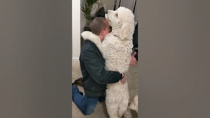 Sadie the Goldendoodle licks Daddy's head while Sa...