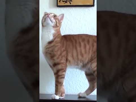 Best Cat Moments 2023 Cats Domain