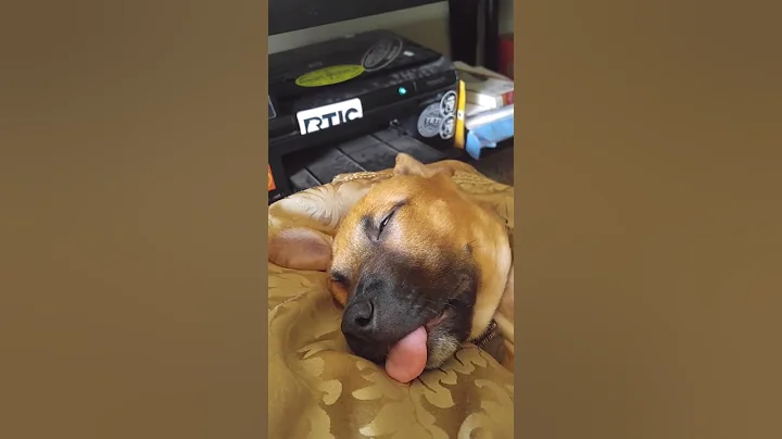 German Shepherd Boxer (mix) dreams