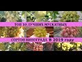 ТОП 10 ЛУЧШИХ МУСКАТНЫХ СОРТОВ ВИНОГРАДА 2019/Top of the best grapes