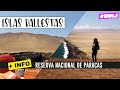 ISLAS BALLESTAS 🐧🐳 y RESERVA nacional de PARACAS 🏖 Uruguayos en PERÚ 🇵🇪