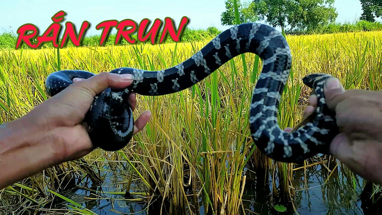 Bẩy Rắn Bông Súng ( Tập 4 ) Chiến Được Cu Rắn Trung To Khủng - Hoàng ...