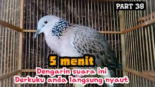 Derkuku manapun pasti langsung merapat bunyi jika dengar suara derkuku jernih tajam ini //Part 38