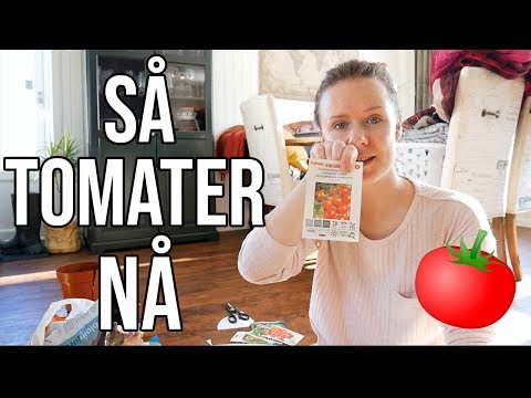 Video: Tomater På Vinduskarmen: Hvordan Dyrke Tomater I En Leilighet På Vinduet? Dyrking Av Frøplanter Hjemme. Hvordan Ta Vare På Innendørs Tomater Hjemme?
