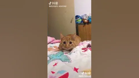 Video 1772841: persian american bobtail, american bobtail cat, rex japanese bobtail snowshoe, brown persian cat, somali cat havana