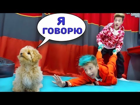 Видео: Собака СТАЛА РЕБЕНКОМ в Нашем Доме ! Папа ХОЧЕТ её ВЫГНАТЬ!