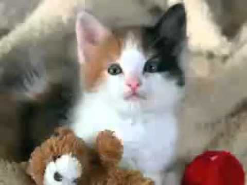 Dua Ekor Anak Kucing