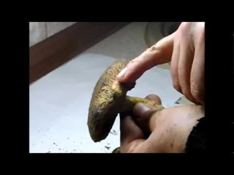 Video: Boletus шорпосун кантип бышыруу керек