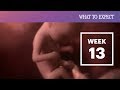 13 Weeks Pregnant - What to Expect Your 13th Week of Pregnancy