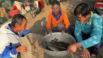 Cấm Câu Ao Cá 15 Năm Dính Cá Lóc Đồng Bự Về Hấp Trái Mướp Hương .góclàngquê#1064