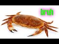 crab