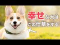 愛犬が幸せであることを示す15の重要なサイン【完全解説】