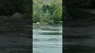 Gator Catches Rabbit Swimming