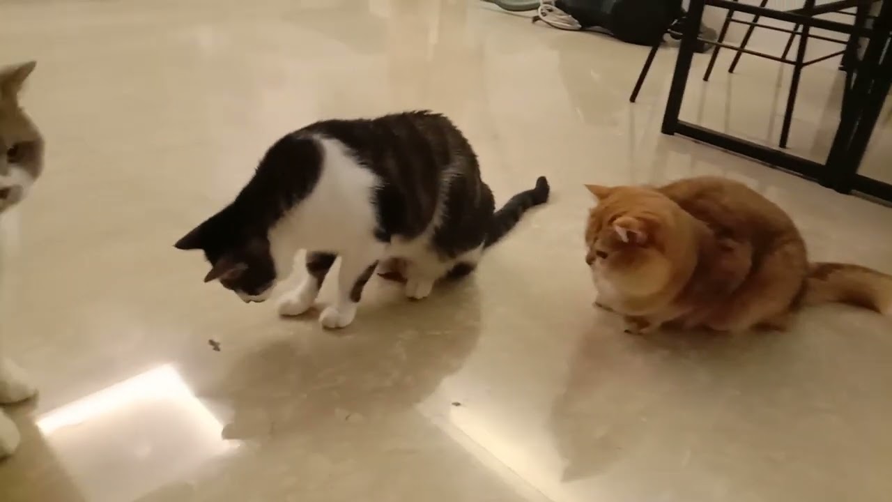 Cats Playing with baby lizard and eating. 