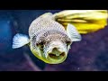 My Top 5 Freshwater Pufferfish