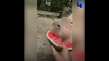Сегодня отмечается День любви к капибарам