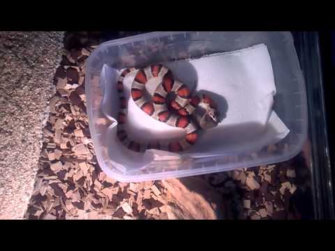 video phone beyonce mp3 Krmení - Korálovka mexická - Lampropeltis mexicana greeri