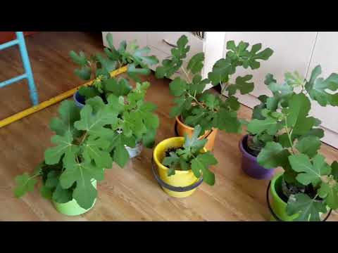 Как сохранить растения при отъезде #инжир на подоконнике  #зарисовки  #мои растения
