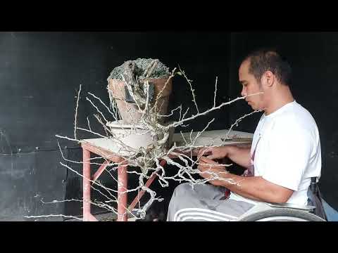 Video: Pieris Propagation Methods - Alamin Kung Paano At Kailan Magpaparami ng Pieris Plant