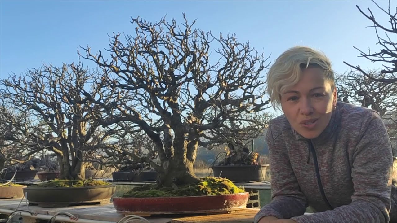 Bending big branches on Deciduous Bonsai