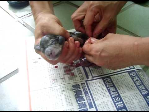 長毛臘腸 大理石色妹妹 剛出生 郭老師犬坊 Avi Youtube 長毛臘腸 大理石色妹妹 剛出生 郭老師犬坊 Avi Youtube