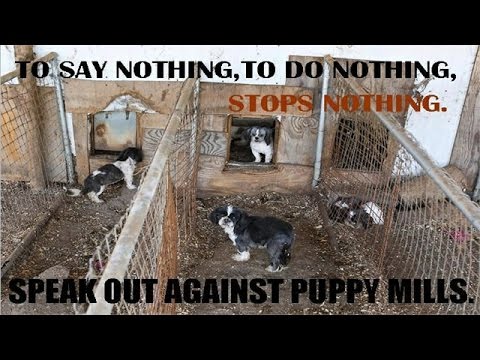Video: Puppy Mills En Die Massaproduksie Van Stamboomdiere
