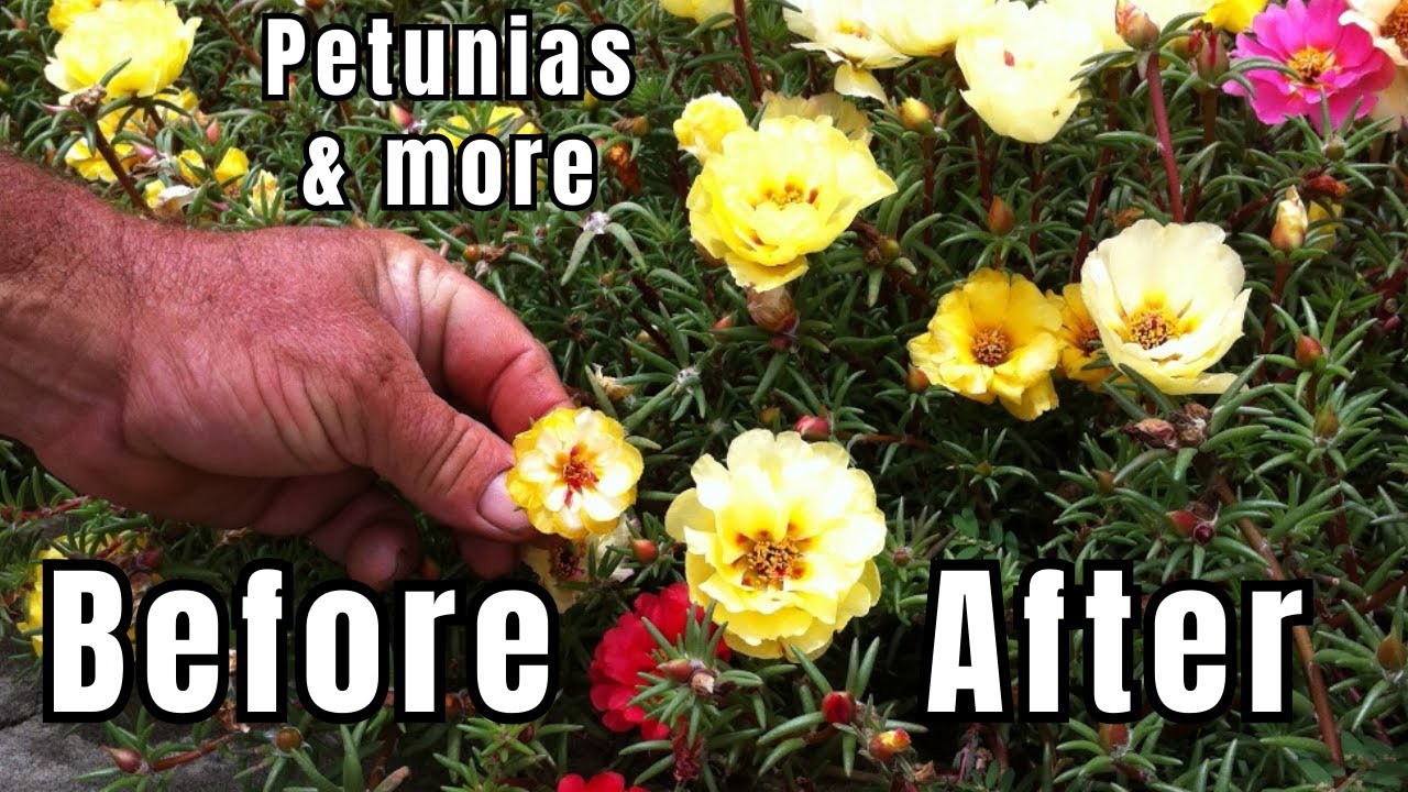 How To Grow Larger, Taller Flowers incl Portulacas & Petunias... Pro Greenkeeper's Discovery