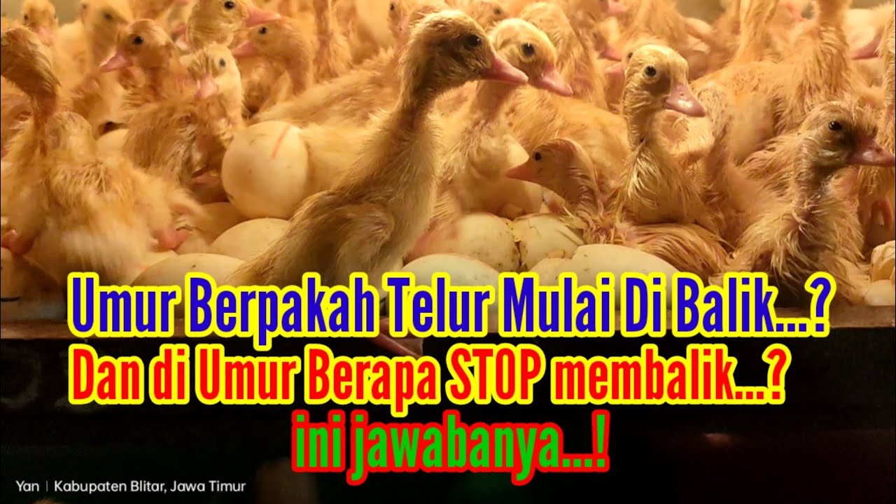 Awal Yang Benar Pembalikan Telur  Tetas #inkubator #telur #telurbebek