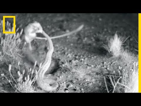 Vidéo: Qui mange un rat kangourou ?