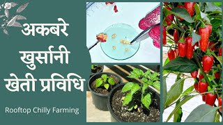 खुर्सानीबाट घरमै बिउ निकालेर कौशीमा खुर्सानी खेती || Chilly Farming || Rooftop Farming || kaushi