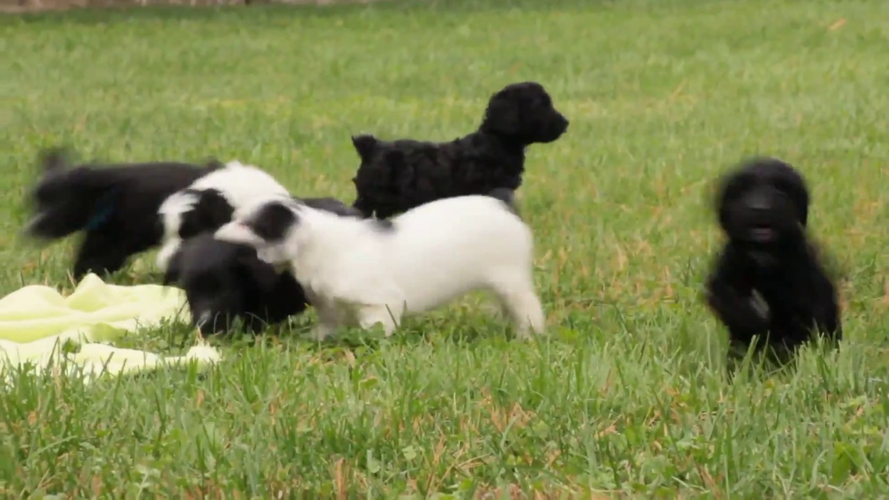 Mini Springerdoodle Puppies For Sale YouTube