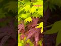 Acer Oliverianum Hot Sauce and Shirasawanum Aureum. #japanesemaple #acer #plants