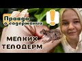 Лягушки-телодермы для новичков. Как ухаживать?