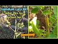 Cara agar Okra tua berbuah lagi