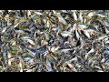 Hybrid Pangasius Culture Fish Farming Business in Asia | Pangas Fish Feeding Feed -Travel Tride