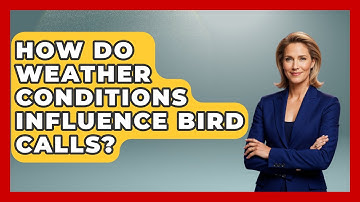 How Do Weather Conditions Influence Bird Calls? | Bird Watching Diaries