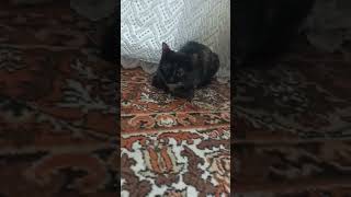 #Котëнок#Часть#1#Животные