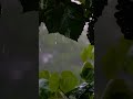 Gentle Rain on Leaves 🌧️ – Soothing Nature Sounds for Sleep