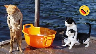 Must-See Funny Moments with Cats and Dogs 🤣 #25