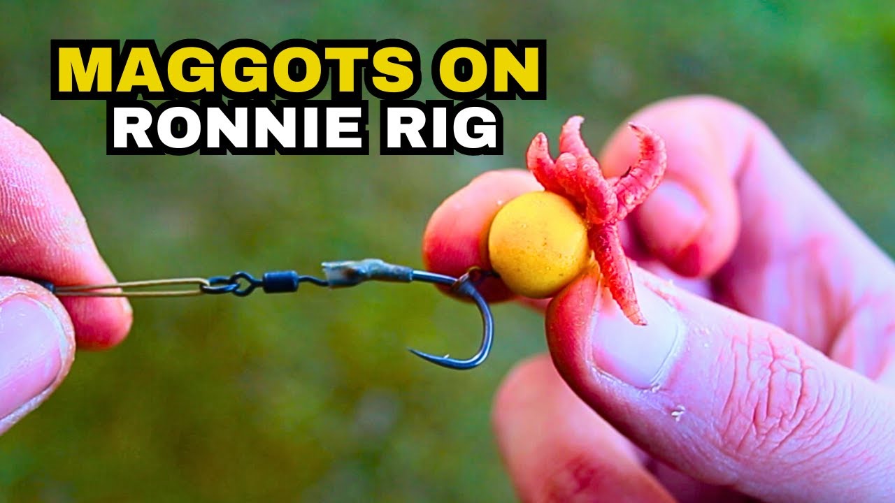 HOW TO** Tip Off Your Hookbait With Maggots On The Ronnie Rig ꟾ