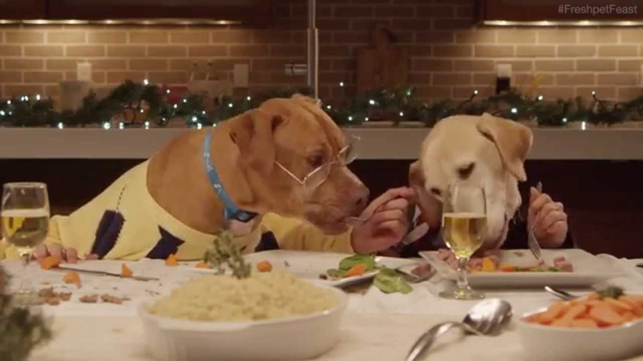 Dogs Dressed Up As Humans At The Dinner Table Dogs Dressed Up As Humans At The Dinner Table