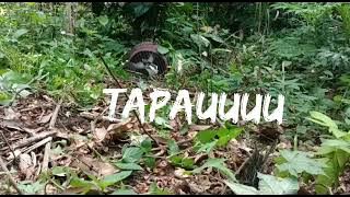 memikat burung ruak2 @ wak wak..