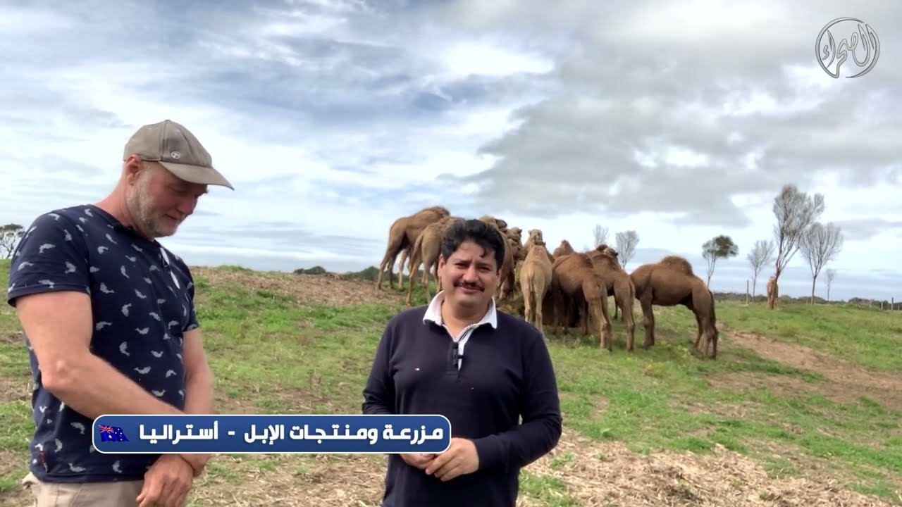 مزرعة ومنتجات الإبل - استراليا