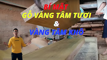" Thật Không Ngờ  " Gỗ Vàng Tâm Tươi lại Khác Gỗ Vàng Tâm Khô Như Vậy. AE xem kỹ nhé | NVC