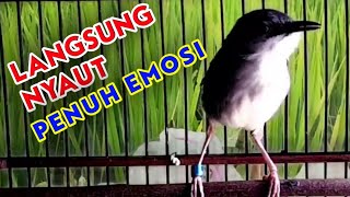 Hanya ciblek sakit yang tidak nyaut dan emosi bila mendengar suara ciblek gacor ini