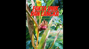 tanaman yang berbuah langka dan susah di temukan😱😱 #trending #shortsviral
