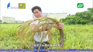 【潮汕台风暹芭】汕头今日视线20220705——水稻倒伏
