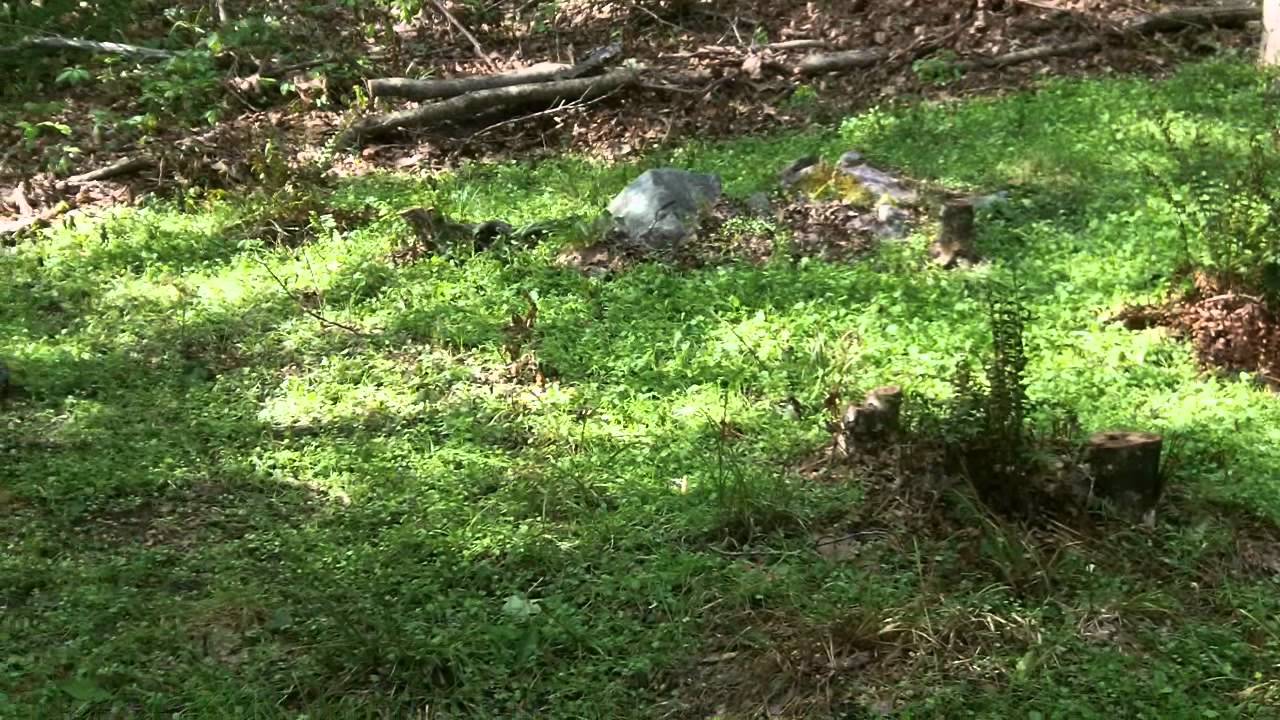 Food Plot Update I - 10 May 12.wmv - YouTube