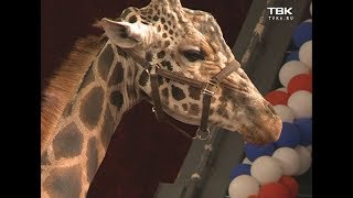 В Красноярск приехал московский цирк с носорогом и жирафом