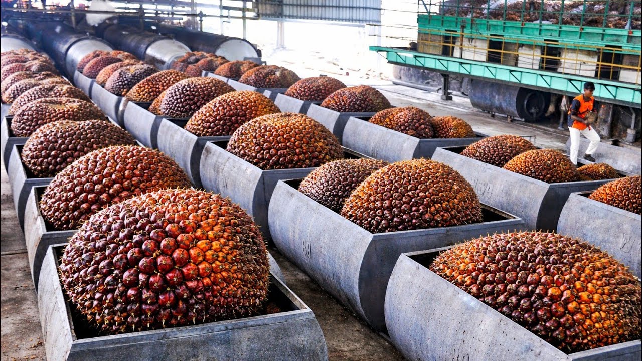 Inside The World's Largest Palm Oil Factory 